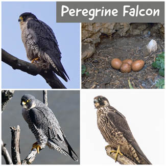 Peregrine Falcon